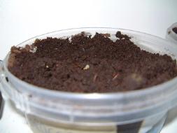 Broccoli germinating