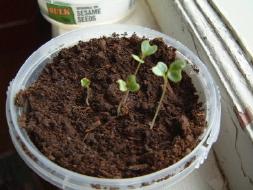 Broccoli germinating