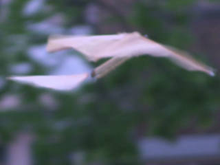 Photo of a DIY ornithopter flying.