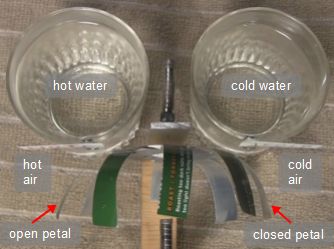 How the sunflower heat engine works.